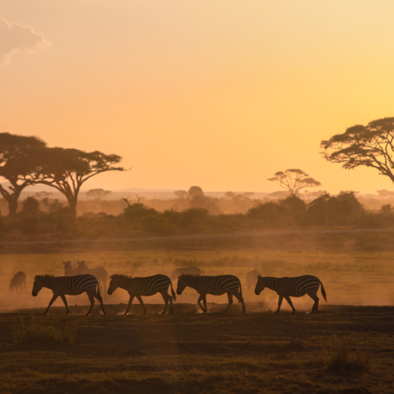 £1133 on a safari to Kenya